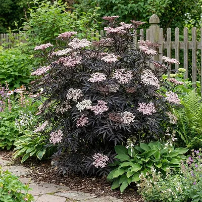 Zdjęcie produktu dla Bloomique - Sambucus Nigra Black Lace - Bez czarny - Rośliny ogrodowe - Wytrzymałe - Wysokość 30-40 cm - Doniczka 19 cm