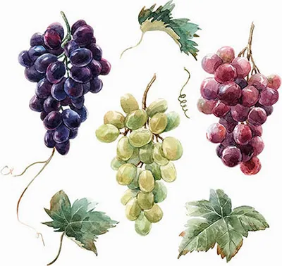 Produktbild von RP 20 kleine Cocktailservietten Wine Grapes - Frische Weintrauben auf weiß 25x25cm