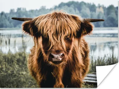 Produktbild von MuchoWow® Poster Kühe - Schottische Hochlandbewohner - Braun - Natur 160x120 cm - Foto Plakat