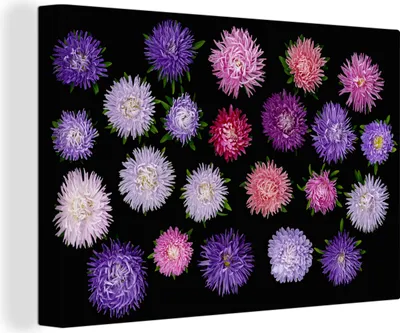 Produktbild von OneMillionCanvasses® - Leinwandbilder - 140x90 cm, Verschiedene Asternblüten, Wandbilder Kunstdruck Wanddekoration - Foto auf Leinwand - Gemälde auf Holzrahmen