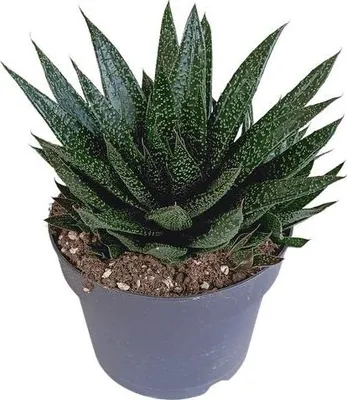 Produktbild von Gasteria d Due Sukkulente Zimmerpflanze Dunkelgrün gefleckte Blätter Höhe 17cm