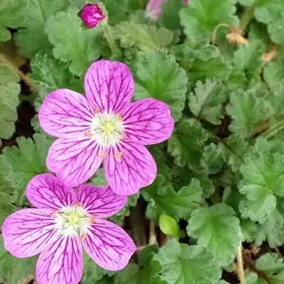 Obrázok produktu pre 6 ks rastlín Reigersbek (Erodium variabile 'Bishop's Form') | Kvetináč 9 cm x 9 cm