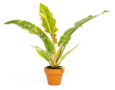 Obrázek produktu pro Gardners Philodendron narrow Ring of Fire, průměr 6 cm