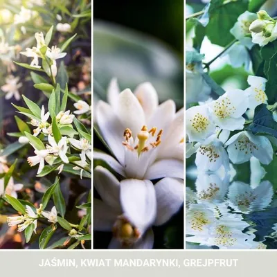 Produktbild von YANKEE CANDLE Nachfüllpackung Mitternachtsjasmine