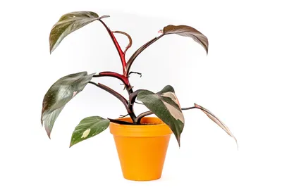 Obrázek produktu pro Gardners Philodendron Pink Princess, průměr 12 cm
