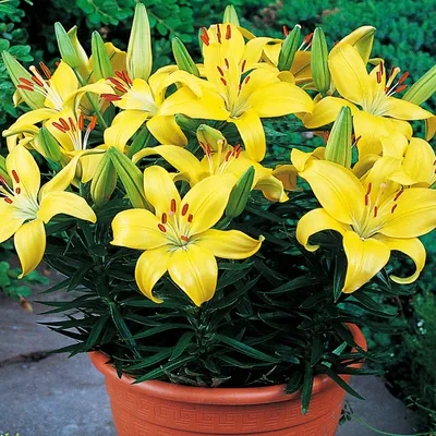 Produktbild von Lilie Lilium  Zwiebel Blumen Asiatische Lilie Klein Bright Pixie 1 St.