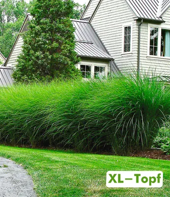 Produktbild von BALDUR Garten 1x Chinaschilf Gracillimus im XL-Topf, Pflanze im 14 cm-Topf, wächst schnell & schön buschig, dekorativ als Solitär & Hecke, winterhart & mehrjährig, pflegeleicht
