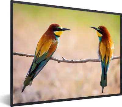 Produktbild von MuchoWow® Gerahmtes Poster Vögel - Bienenfresser - Tiere 80x60 cm - Poster mit Schwarzem Bilderrahmen Wandposter Rahmen Foto Bilder - Schwarzem - Mit Gestell