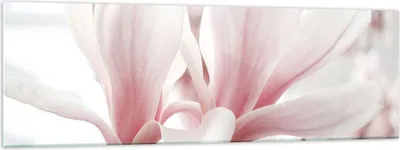 Produktbild von Bilder auf glas - Einteilig - Zweig Magnolie Blume - 160x50cm - Glasbilder - Wandbilder - Bilder - zum Aufhängen bereit - Wanddekoration aus Glas - Glas Bilder - Wandbild auf Glas - GAB160x50-4538
