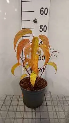Produktbild von Stachyurus praecox (japonicus) - Chinesischer Perlschweif  40- 50 cm - Container