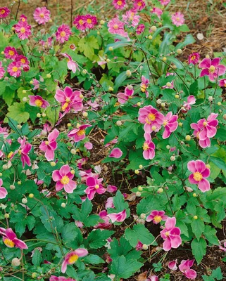 Produktbild von Anemone tomentosa 'Robustissima', Herbst-Anemone, rosa, ca. 9x9 cm Topf