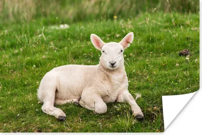 Produktbild von MuchoWow® Poster Schafe - Tiere - Lamm 90x60 cm - Schlafzimmer