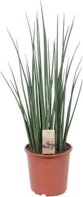 Productafbeelding van Kamerplant - Vrouwentong - Decoratie Binnen - Luchtzuiverend - 60-70cm - Groen