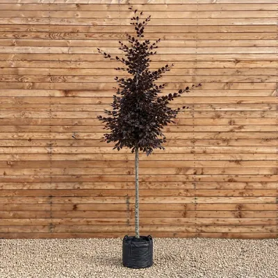 Produktbild von Blutbuche Hochstamm Atropunicea 200-250 cm, Stammumfang 8-10 cm - Fagus sylvatica Hochstamm