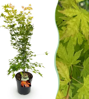 Produktbild von Acer palmatum Orange Dream - Japanischer Ahorn - Laubabwerfend - Orange - 80-90cm - Ø26cm - Gartenpflanze