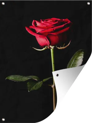 Produktbild von MuchoWow® 30x40 cm Outdoor-Poster Gartendeko Sichtschutz Garten Poster für den Garten  Eine rote Rose auf schwarzem Hintergrund