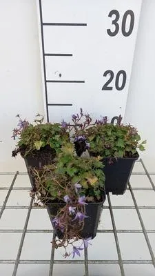 Produktbild von 6 x Campanula posch. 'Stella' - Bergminze - Topf 9 x 9 cm