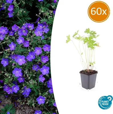 Produktbild von Bodendecker - Storchschnabel - Geranium pratense 'Johnson's Blue' - 9cm Topf - Set mit 60 Pflanzen