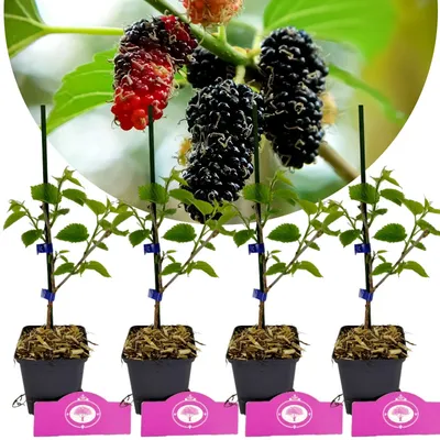Obrázok produktu pre Sada 4 morušovníkov - Morus alba x rubra 'Gerardi Dwarf' - výška 25 cm - 9 cm kvetináč