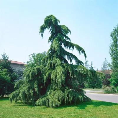 Produktbild von Cedrus deodara 'Pendula', Himalaya-Zeder, hängend, 80–100 cm