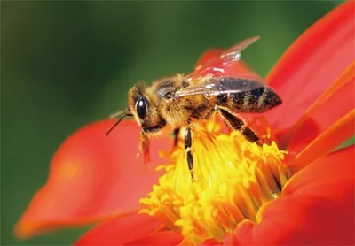Produktbild von 3 D Ansichtskarte Biene, Postkarte Wackelkarte Hologrammkarte Tiere Tier Bienen Blüte