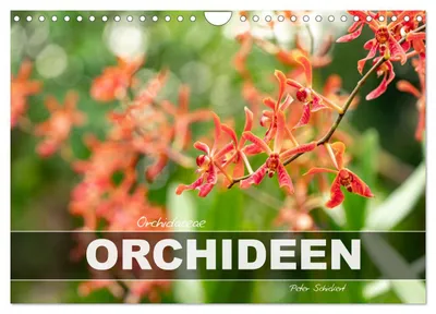 Produktbild von Orchidaceae - Orchideen (Wandkalender 2027 DIN A4 quer), CALVENDO Monatskalender