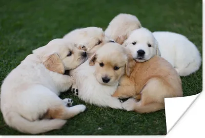 Produktbild von MuchoWow® Poster Tiere - Welpen - Hunde 30x20 cm - Plakate - Print