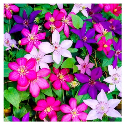 Produktbild von Clematis - Winterharte Pflanzen im Topf - 3 x 9 cm Farben Gemischt - Dauerblüher Kletterpflanzen - Mehrjährige Stauden für Garten, Balkon und Kübel