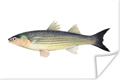 Produktbild von MuchoWow® Poster Fisch - Realismus - Goldschmied 90x60 cm - Schlafzimmer
