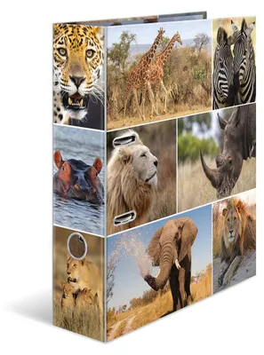 Produktbild von HERMA Ordner A4 Löwe Set, 10 Stück, 7 cm breit, Kinder Ringordner mit Afrika Tie