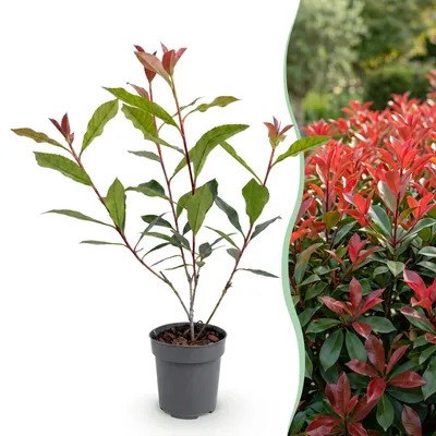 Produktbild von Green boutiQ - 40x Photinia fraseri Carre Rouge - Glanzmispel - Heckenpflanzen - Immergrün - Rot - Topf 9cm - Höhe 25-35cm