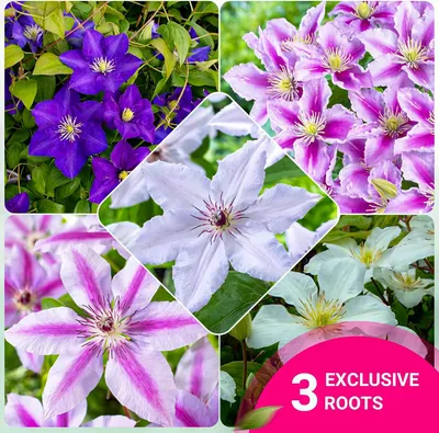 Immagine prodotto di Collezione Clematis Tricolor - 3 piante - Mix di 3 varietà - 1 pianta per colore - Piante perenni resistenti al freddo - provenienti dai Paesi Bassi (nessun seme, solo bulbi, non trattate artificialmente) - colori: bianco, rosso, rosa, viola