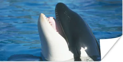 Produktbild von MuchoWow® Poster Orca nahe der Wasseroberfläche 40x20 cm - Poster für die Wand - Poster Schlafzimmer