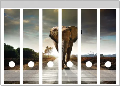 Produktbild von Wallario Ordnerrücken Sticker, selbstklebend für breite Ordner, 6 Stück, Motiv Elefant bei Sonnenaufgang in Afrika
