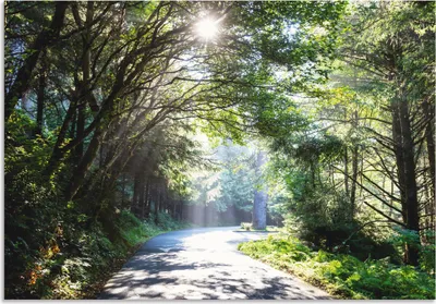 Produktbild von ARTland Wandbild Alu für Innen & Outdoor Sonniger Wald Größe: 100x70 cm