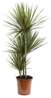 Obrázek produktu pro Gardners Dracaena marginata Bicolor, průměr 24 cm
