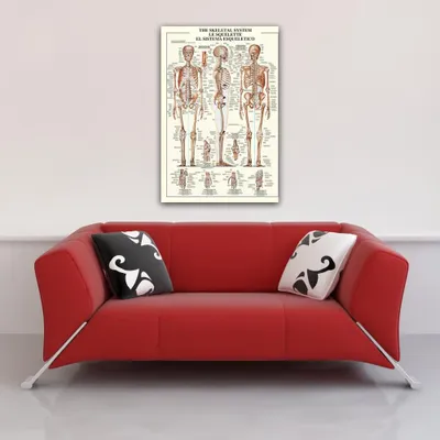Productafbeelding van Educatief poster over de opbouw van het skelet, specifiek het menselijk skelet. Formaat: 68x98 cm