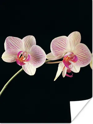 Produktbild von MuchoWow® Poster Orchidee - Blumen - Schwarz - Rosa - Knöpfe 90x120 cm - Wohnzimmer
