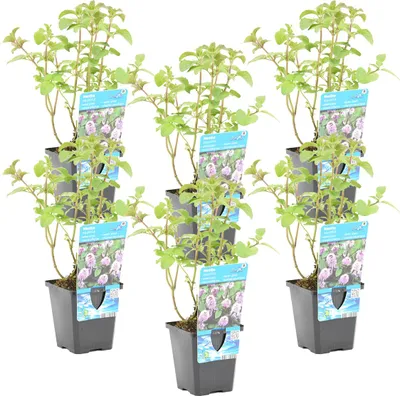 Produktbild von Bloomique - 6er Set - Mentha Aquatica - Wasserminze - Teichpflanzen Winterhart - Wasserpflanzen - Zone 1-2-3-4-5 - Höhe 10-20 cm - Topf 9 cm