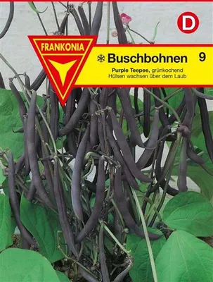 Produktbild von Buschbohnen Purple Teepee