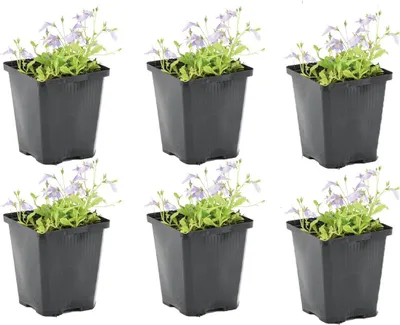 Produktbild von Bloomique - 6er Set - Mazus Reptans - Lippenmäulchen - Teichpflanzen Winterhart - Wasserpflanzen - Zone 2 - Höhe 10-20 cm - Topf 9 cm