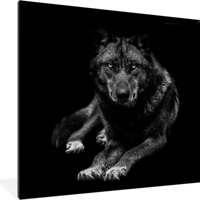 Produktbild von MuchoWow® Gerahmtes Poster Tiere - Wolf - Schwarz - Weiß - Porträt 40x40 cm - Poster mit Schwarzem Bilderrahmen Wandposter Rahmen Foto Bilder - Mit Rahmen - Wanddekoration Schlafzimmer