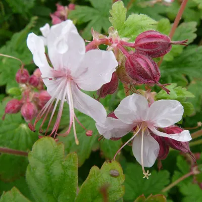 Immagine prodotto di 6 x Geranio  - Geranium macrorrhizum 'Spessart'  | Vaso 9 cm x 9 cm