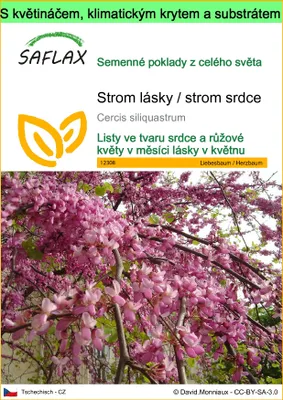 Obrázek produktu pro SAFLAX Garden to go - Strom lásky / strom srdce - Cercis siliquastrum - 60 Semena - S květináčem, klimatickou poklicí a pěstebním substrátem
