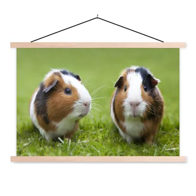 Produktbild von MuchoWow® Textilposter Zwei Meerschweinchen 120x80 cm mit holzfarbenen Rahmen - Aufhängeset