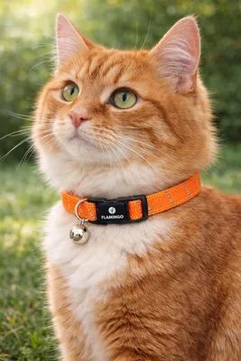 Image de Flamingo collier pour chats Elza orange