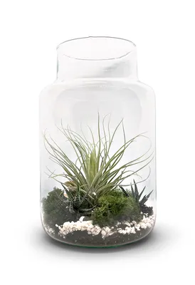 Produktbild von Flaschengarten 30cm XXL mit Tillandsia Oxana