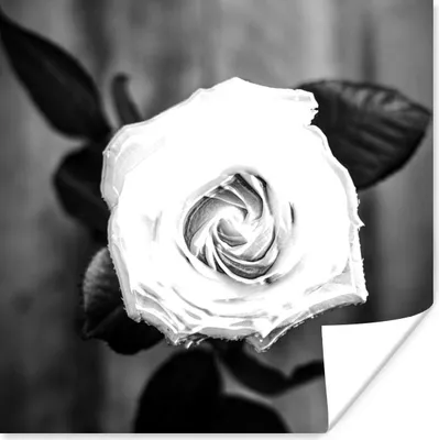 Produktbild von MuchoWow® Poster Rose - Blumen - Blätter - Schwarz - Weiß 50x50 cm - Wohnzimmerdekoration