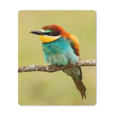 Produktbild von MuchoWow® Mauspad Mousepad Vogel - Bienenfresser - Tiere 19x23 cm - Mousepads - Maus Mat - Pad - Mausunterlage - Mauspads - Spielen