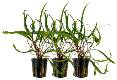 Produktbild von Aquarium Pflanze 3 Stück Cryptocoryne balansae Wasserpflanzen AquaOne Nr.309B